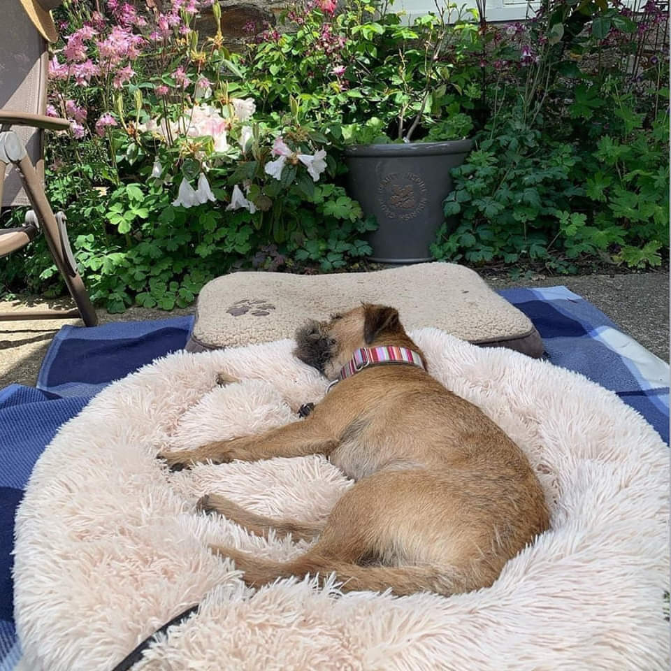 Zacht Honden Kussen "Wolke 7" - Het Origineel voor ontspannen slaap